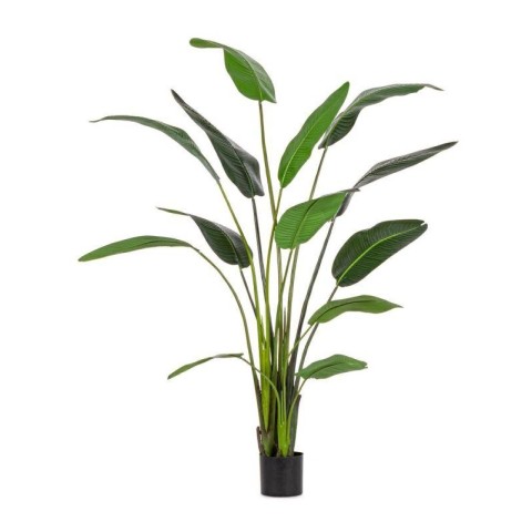 PIANTA STRELITZIA C-VASO 13 FOGLIE H.235